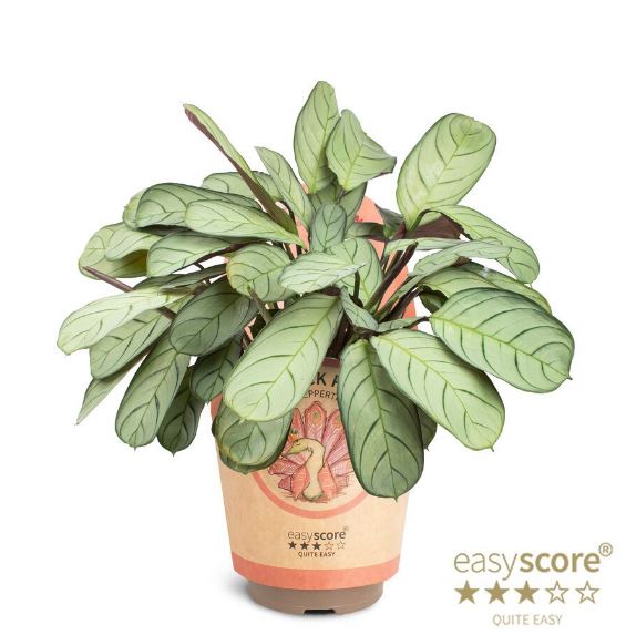 🌿 Calathea ‘Amagris’