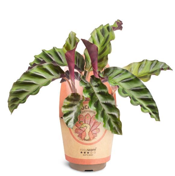 🌿 Calathea ‘Gandersii’