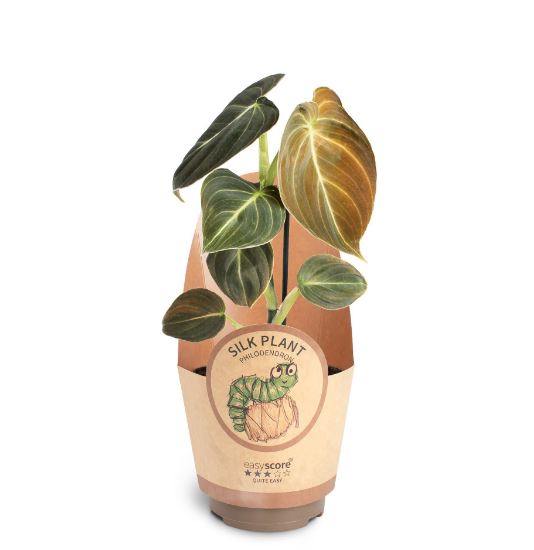 🌿 Philodendron Melanochrysum