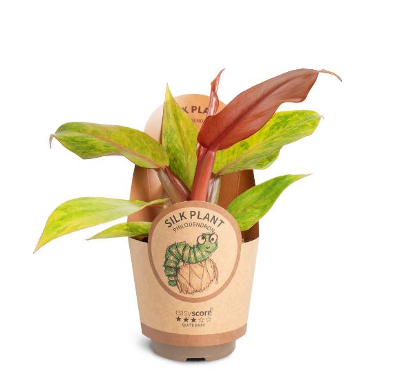 🌿 Philodendron Orange Marmalade